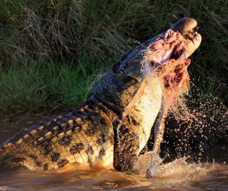 Cruzimea din lumea animalelor