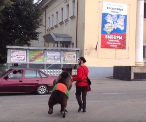 Cu ursul la vot!