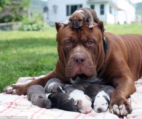 Cum arata cel mai mare pitbull din lume?