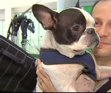 Cursa a companiei Air Canada, deviata pentru a salva un caine!