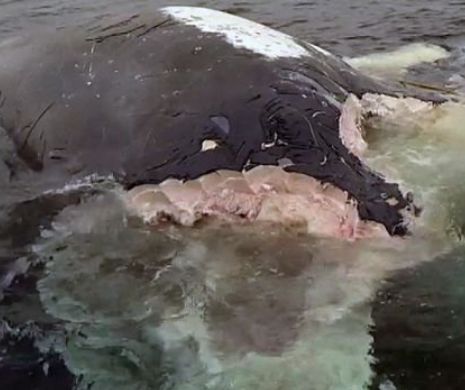 DEMENŢĂ totală. Cei mai SÂNGEROŞI MONŞTRI marini au fost filmaţi în timp ce SFÂŞIAU cu colţii un GIGANT | GALERIE FOTO şi VIDEO