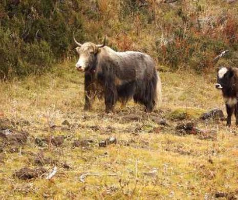 Dubioase incrucisari de specii