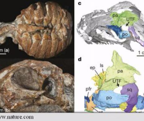 Fosile ale stramosilor broastelor testoase, gasite de oamenii de stiinta