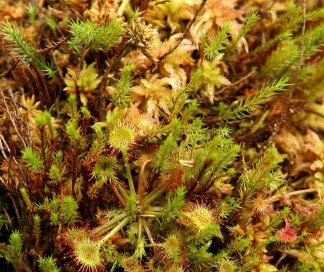 Incredibila plantă carnivoră cu calități TERAPEUTICE