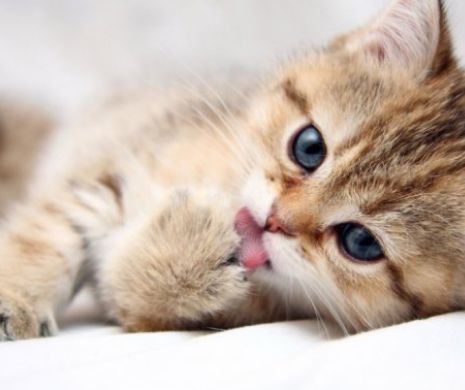 Mergem sa admiram? Sofisticat International Autumn Cat Show