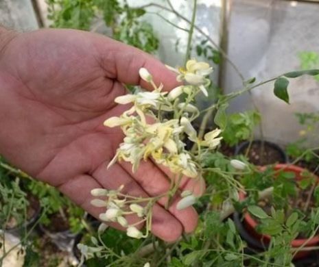 Moringa – planta care poate înlocui carnea crește de anul acesta și în România. Este o ”bombă” de aminoacizi!