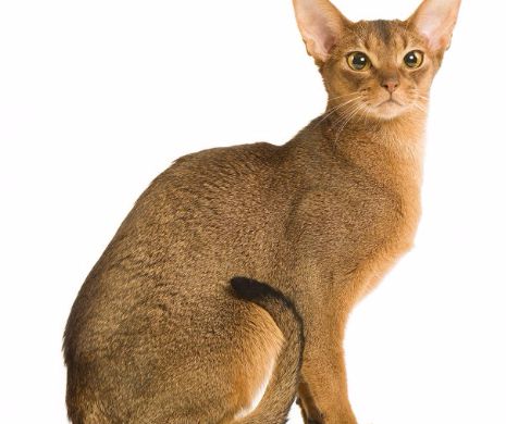 Nu uitati! SofistiCAT, in week-end