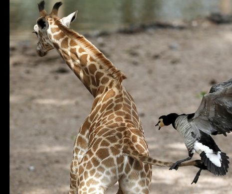 Olanda interzice folosirea animalelor sălbatice la circ