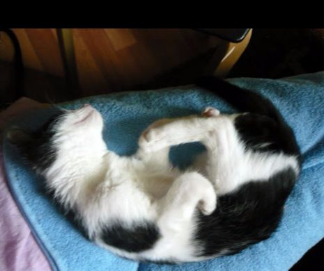 „Pradatorul” care-si conserva energia