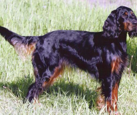 Rase de caini botezate dupa … oameni!