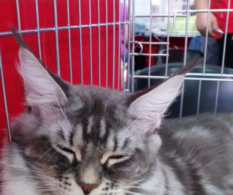 SofistiCAT a strans pisicute deosebite, la Romexpo!