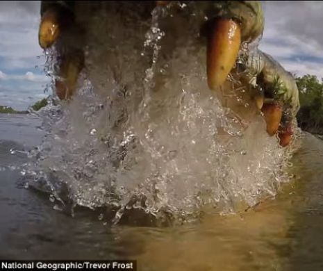 TERIFIANT. Experiment: cum e să fii mâncat de VIU de un crocodil VIDEO