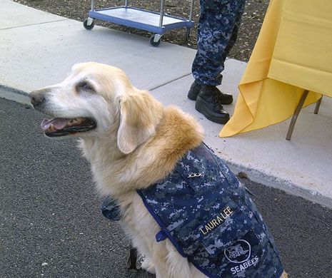 Un Golden Retriever, vice-amiral!