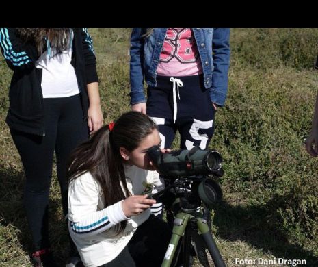 Aproape 50.000 de pasari observate la Euro BirdWatch 2015, in Romania