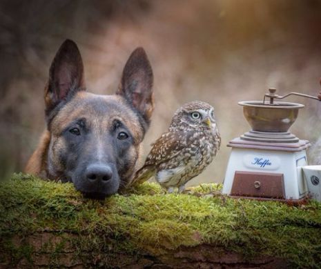 Atentie: fotografii care-ti vor merge la inima….”Iubesc frumusetea, puterea, loialitatea si curajul animalelor”!