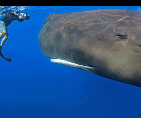 Capul mare nu ne face mai destepti! Este valabil si la animale!