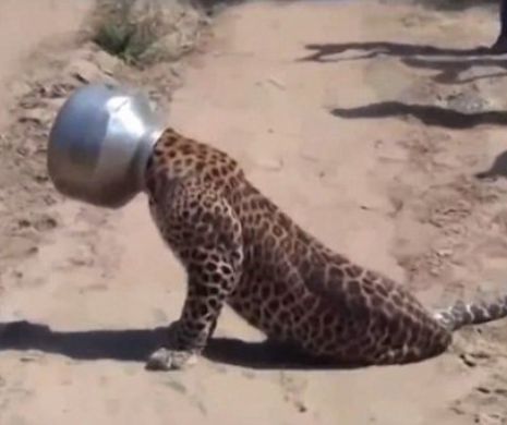 Cea mai prostuţă felină din lume. A stat şase ore cu capul prins într-o oală  VIDEO