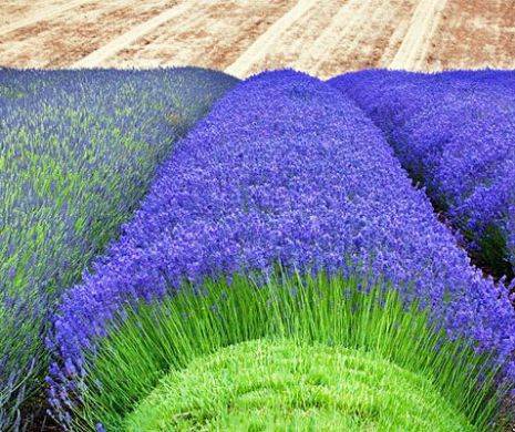 Cine tine matele la distanta? Ce plante urasc pisicile?