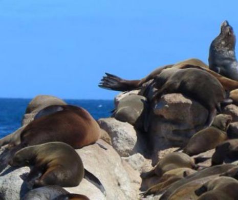 Destinatii de vacanta…cu animale!