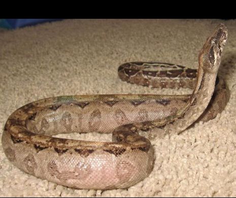 http://www.animalzoo.ro/reptilele-visatoare-sau-o-afectiune-usor-de-identificat/