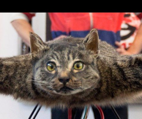 Imagini greu de vizionat! Pasiune sinistra? Foloseste animale moarte pe care le transforma in drone!