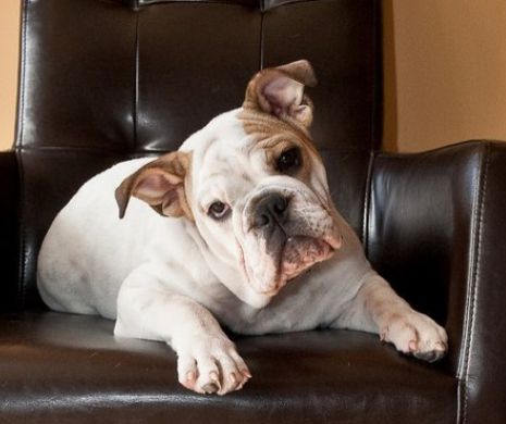 Medicul veterinar ne invata cum sa ne alegem un caine