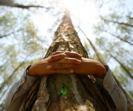 Metodă REVOLUŢIONARĂ: Morţii care se transformă în copaci