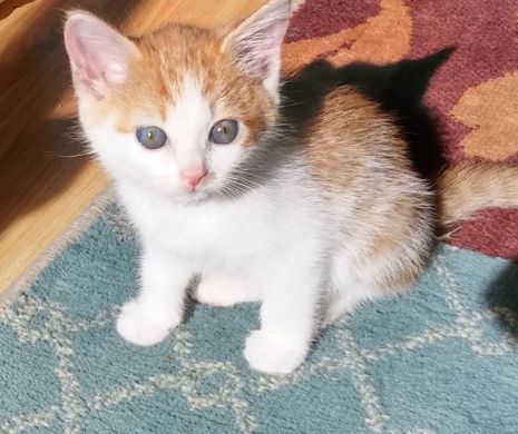 O pisicuţă a fost salvată după ce a fost părăsită de un copil care a lăsat un bileţel: “Prietenul lui mami e rău cu mine”
