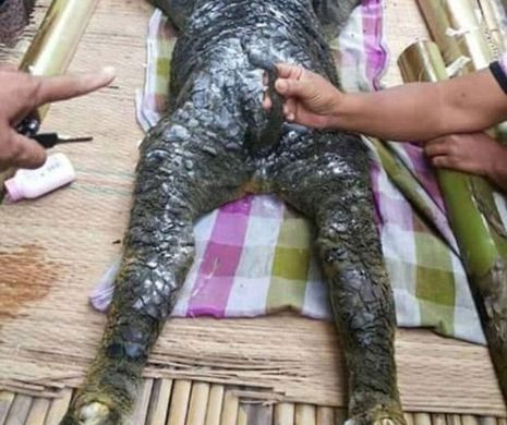 Oamenii au fugit mâncând pământul. Această CREATURĂ stranie este o combinaţie între crocodil şi taur
