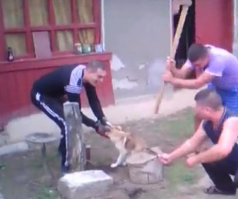 Opriti barbaria in Romania!