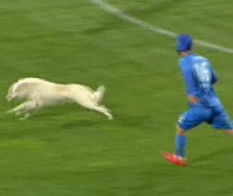 Scene ireale in aceasta noapte in Romania! Ce a facut acest caine e senzational! Toata lumea a inceput sa rada. FOTO AICI