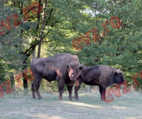 Traseu de weekend. Dinozaurii au dispărut, zimbrii încă nu!