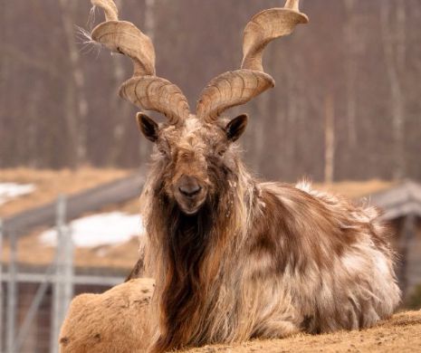 Tu aveai habar ca exista aceste animale ciudate? Porcul-cerb sau liliacul cu riduri – va suna cunoscut?