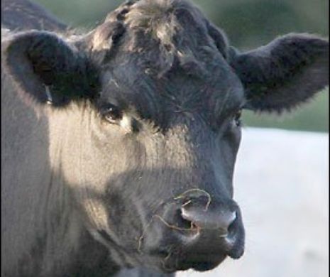 Unde revine boala limbii albastre