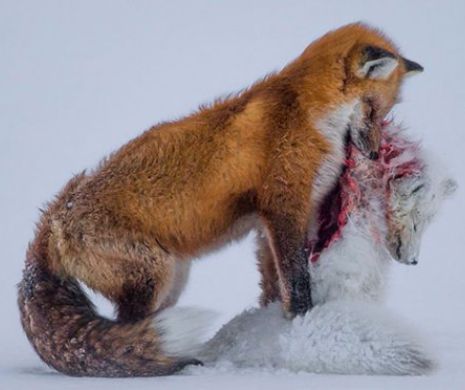 Vulpile …au castigat concursul!