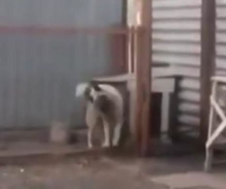 Aţi văzut CÂINELE CARE DANSEAZĂ MAI BINE CA UN OM? IMAGINI SENZAŢIONALE. Ce ritm, ce paşi…