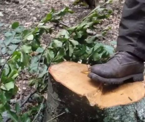 Cum s-a DEFRIȘAT ultimul peisaj forestier intact din Europa. Lemnul a fost exportat