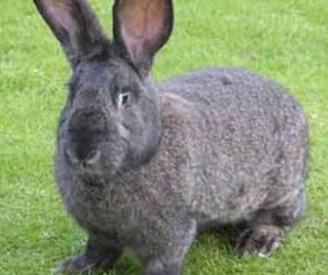 DEZMĂŢ NESIMŢIT. Un bărbat profită în ULTIMUL HAL de un biet animal pentru a-şi satisface POFTELE | VIDEO