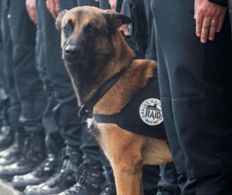 El este Diesel, CÂINELE-EROU din raidul de la Saint-Denis. O BOMBĂ KAMIKAZE L-A UCIS