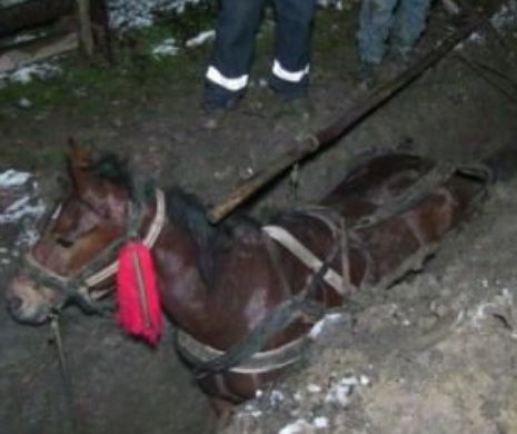 Imaginile care ne fac de RÂS în lumea întreagă. Un căruțaș BEAT s-a răsturnat într-un șant neastupat din mijlocul STRĂZII | GALERIE FOTO și VIDEO