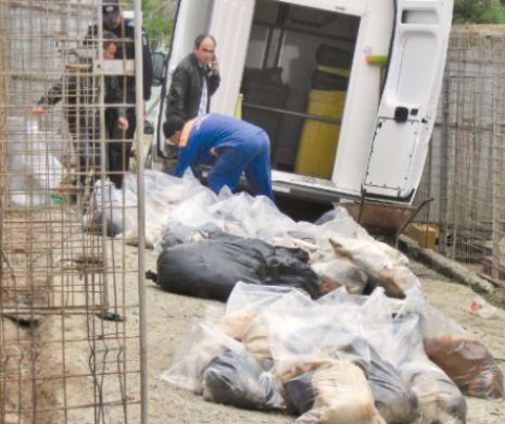 Noi acuze grave legate de padocul primariei din Botosani! De la vanzarea hranei cainilor, pana la eutanasierea acestora pentru vanzarea blanii!!