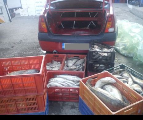 Şeful Gărzii de Mediu ”Delta Dunării“ a fost PRINS ÎN FLAGRANT CU 50 DE KILOGRAME DE PEŞTE fără acte