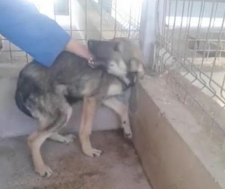 VIDEO CU IMPACT EMOŢIONAL. Lacrimile şi urletele acestui câine TE VOR URMĂRI TOATĂ VIAŢA