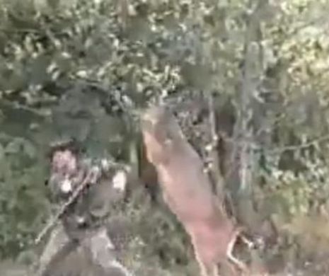Caz rar când VÂNĂTORUL A DEVENIT VÂNAT. Cerboaica s-a dezlănţuit şi l-a DOBORÂT CU LOVITURILE DE COPITĂ