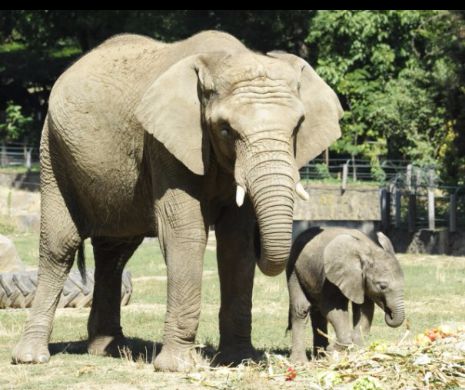 Magnifica lume de la Zoo Sóstó, Ungaria