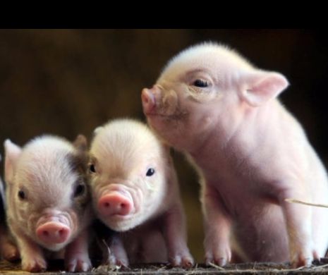 O purcelusa a avut parte de cel mai FERICIT CRACIUN. Ce i s-a intamplat animalului este DE NECREZUT. In loc sa devina SORICI si  CALTABOS, a trait cele mai SPECIALE momente din viata ei