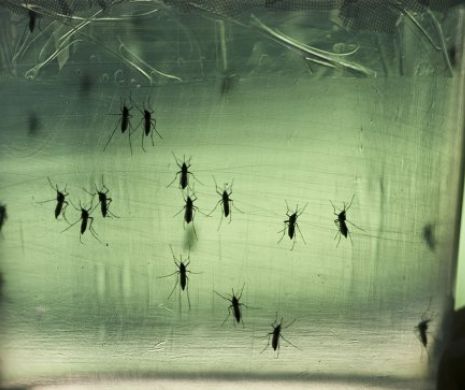 Anunţ şocant făcut de Organizaţia Mondială a Sănătăţii: VIRUSUL Zika SE EXTINDE. Şi încă nu există vaccin sau tratament