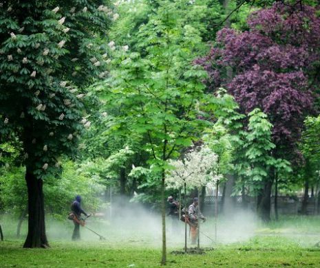 Cum ÎȘI BAT JOC șefii Horticultura SA de BANII PUBLICI: își dau sporuri și fac sponsorizări NELEGALE. Controlul Curții de Conturi la societatea Consiliului Local