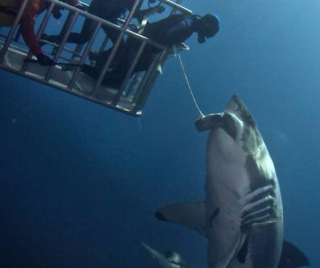 Moment unic, surprins in adancul oceanului. Ce s-a intamplat dupa ce acest scafandru a atins cu mana nasul unui rechin alb