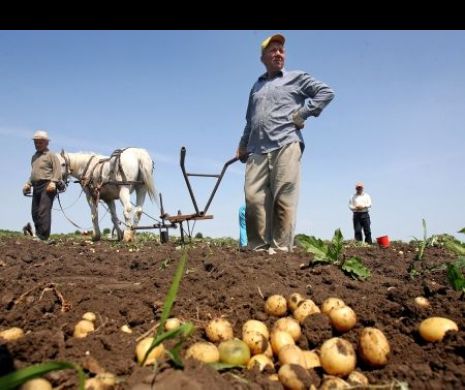 Premieră în România: 2015, primul an în care prețurile au scăzut, datorită alimentelor